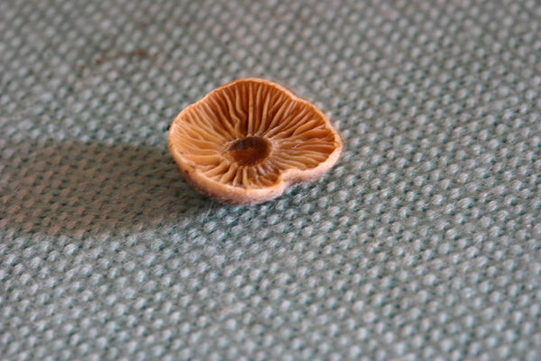 Cortinarius vernus H.Lindsr. & Melot